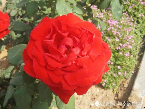 游戏花丛,探寻游戏世界的浪漫之旅